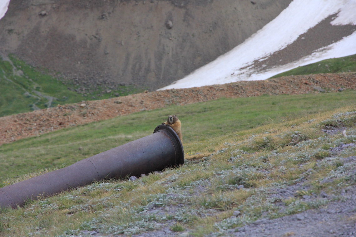 gopher-colorado-issue-42
