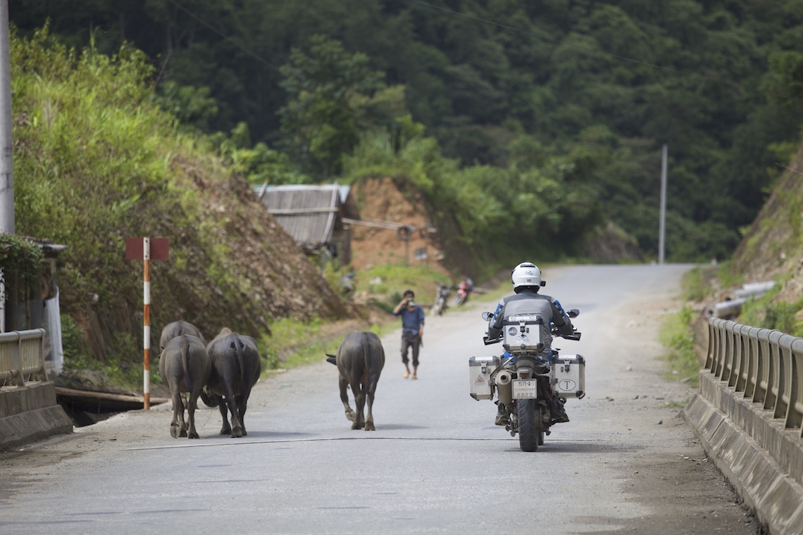 motorcycle-vietnam-road-cattle-issue-42 copy