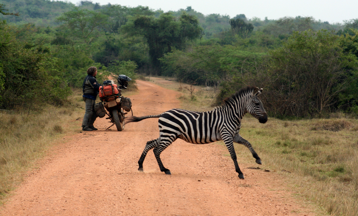 Zebre