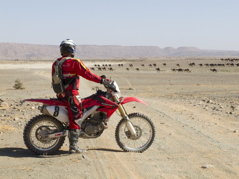 Redtread Morocco Rosie 2