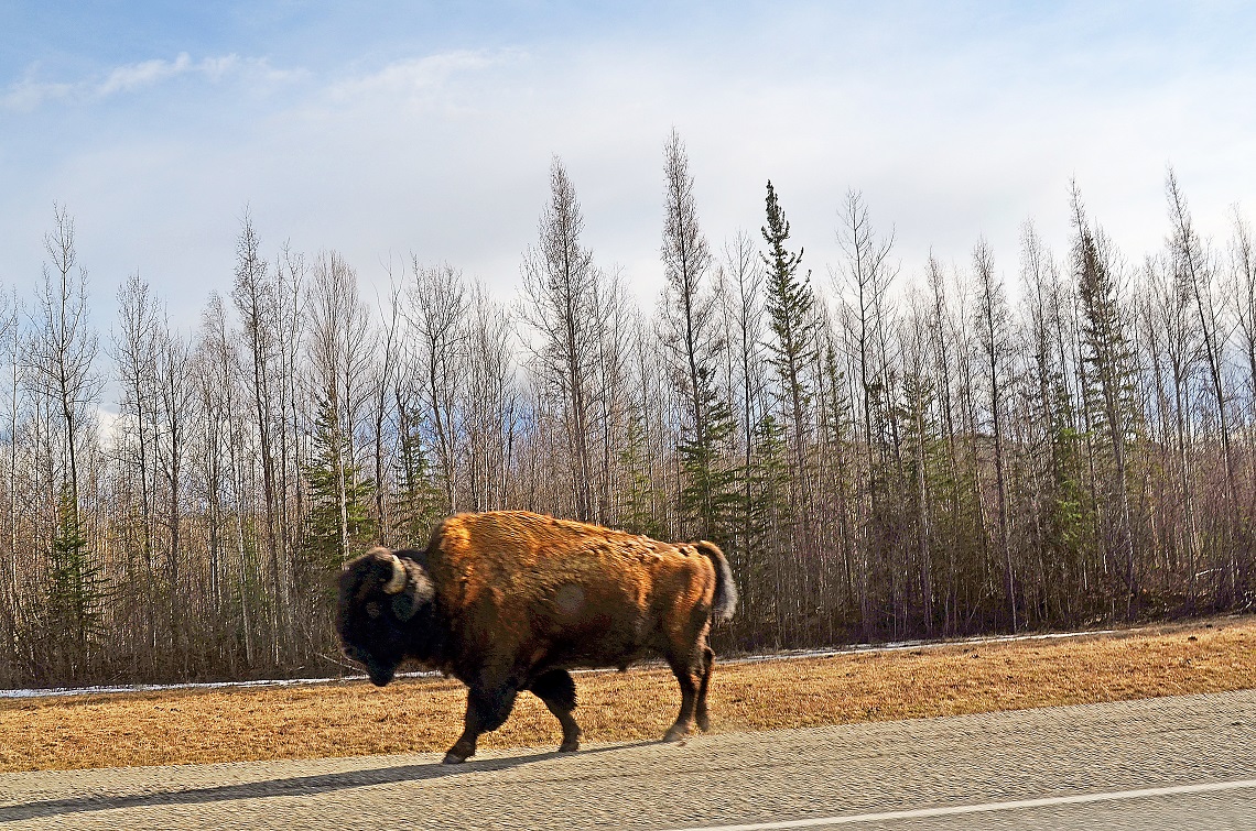 Roadside buffalo