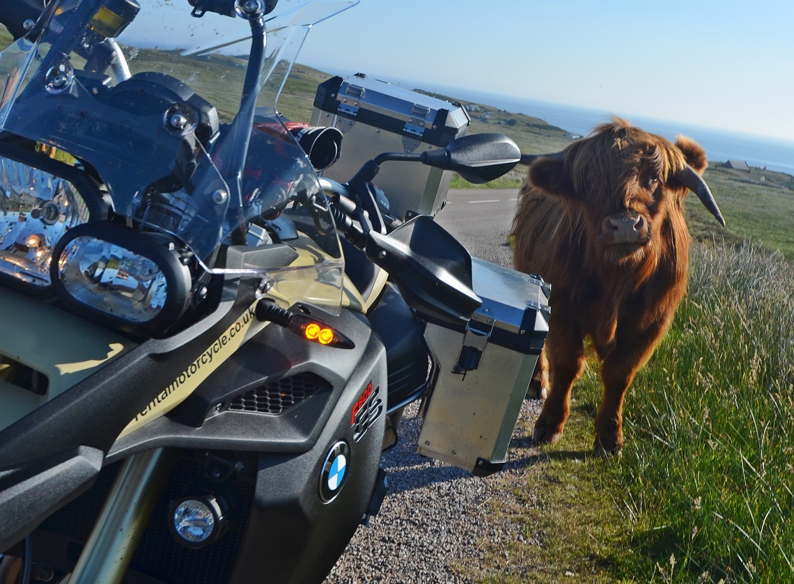 Scottish Highland cows