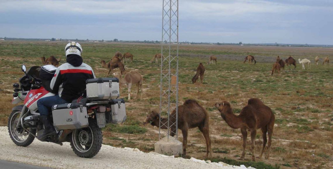 Tunisia-camels