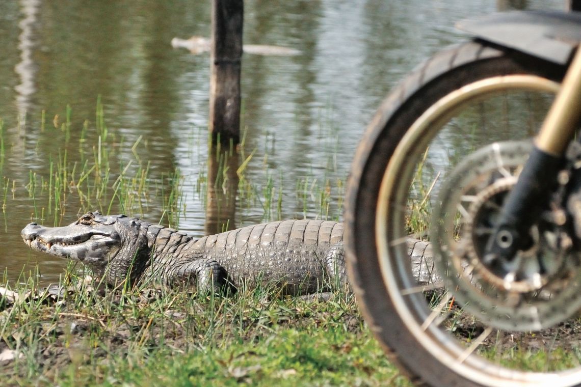 Wheely big teeth