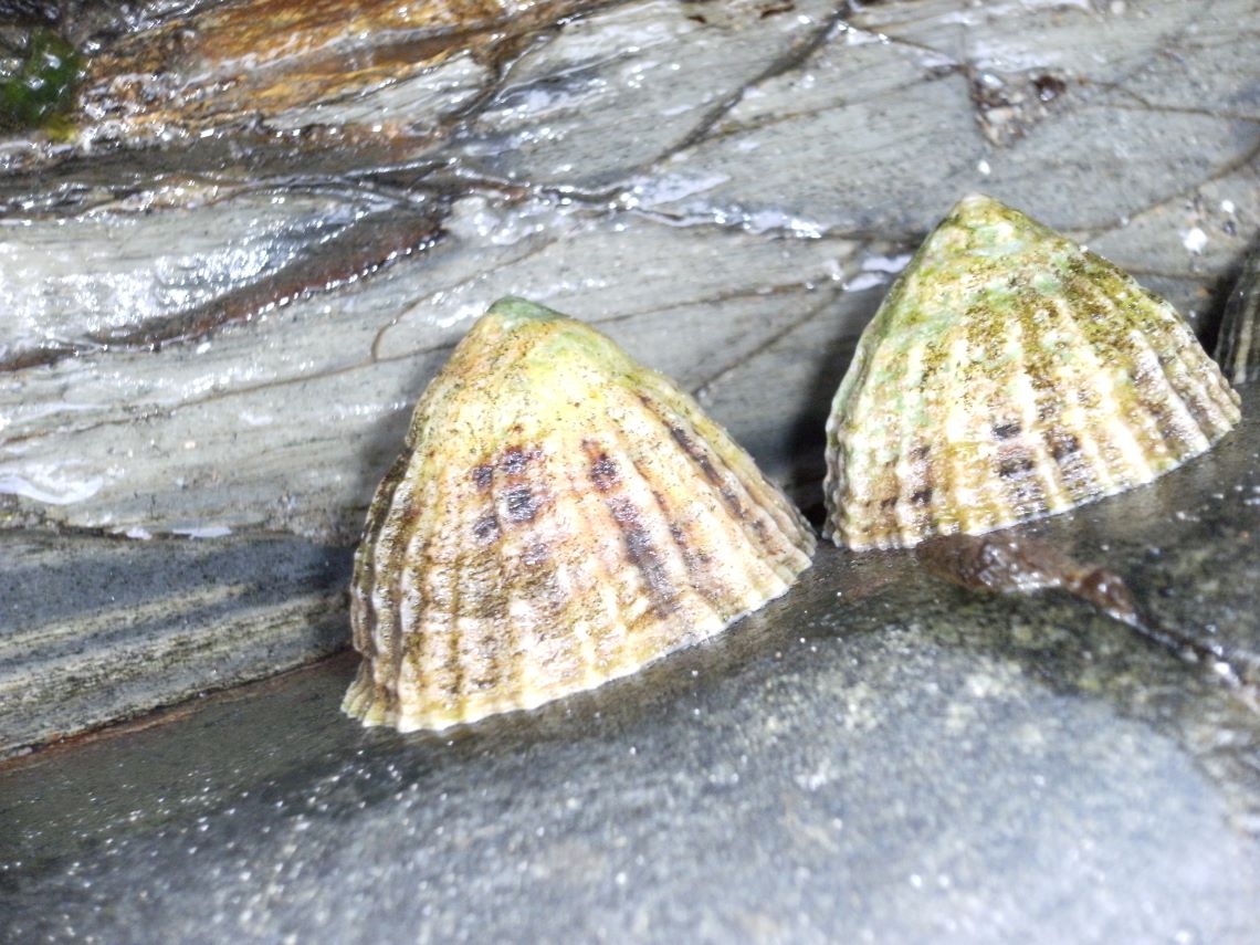 limpets-bushcraft