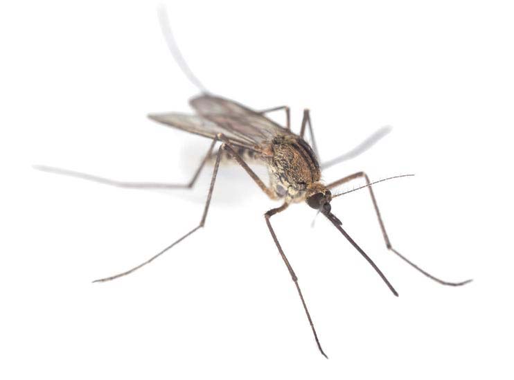 ABR5-small-but-deadly-small