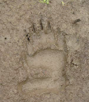 Bear print