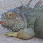 Bite-Iguana-River-Kwai
