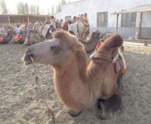 China-camel