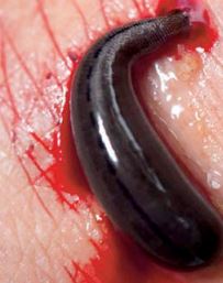 Leech