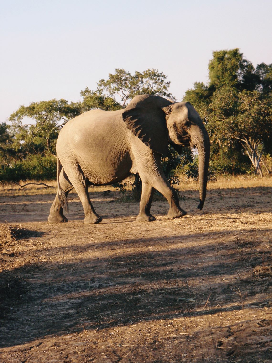Short-Way-Up-Elephant-Arfica