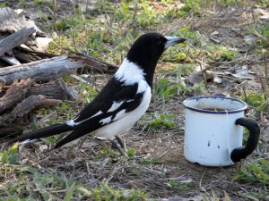 Tasmania-australian-magpie