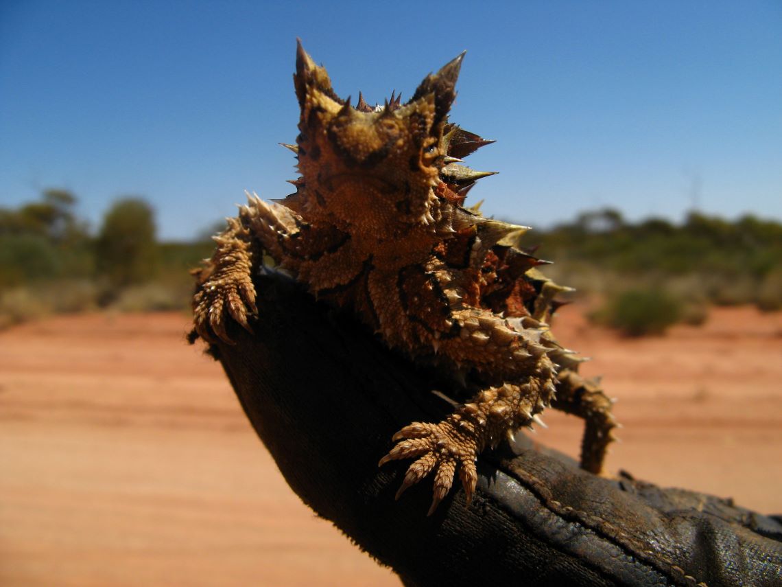Tasmania-thorny-devil