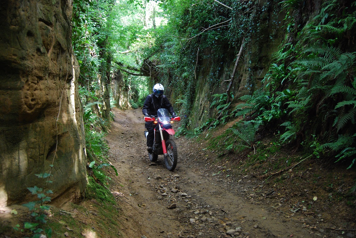 A wonderful sunken Dorset lane
