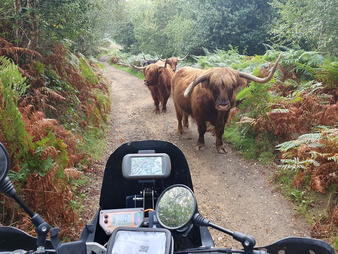 Those are some big horns