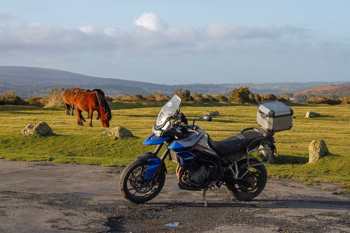 Dartmoor-Ponies